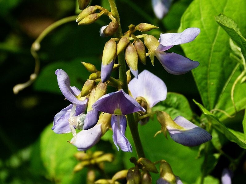 Pachyrhizus erosus | Jicama | Mexican Yam & Potato & Turnip | Yambean | 5_Seeds