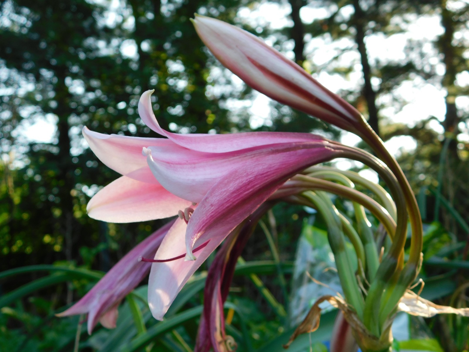 5lbs Crinum Bulbispermum Seeds, Cold Hardy, Orange river lily, Fresh