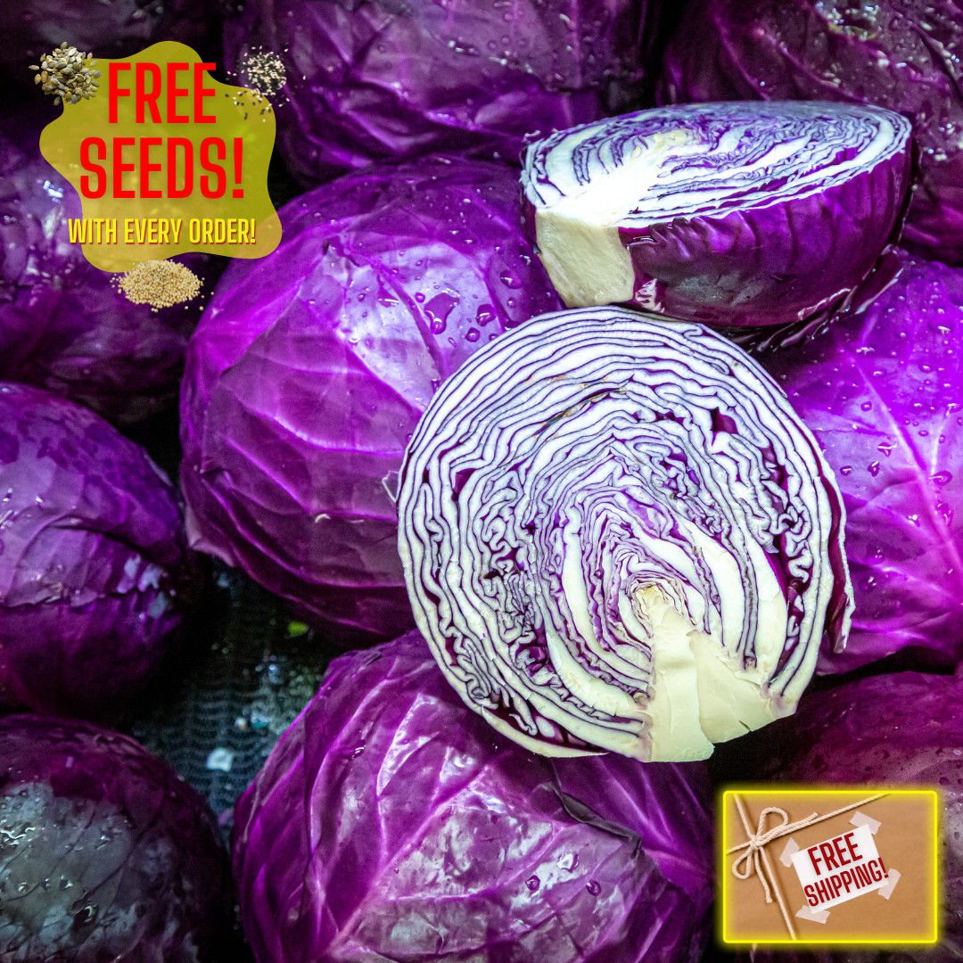 Fresh Crisp Endive Seeds | Radicchio| Heirloom Non-GMO | Vegetable Seeds