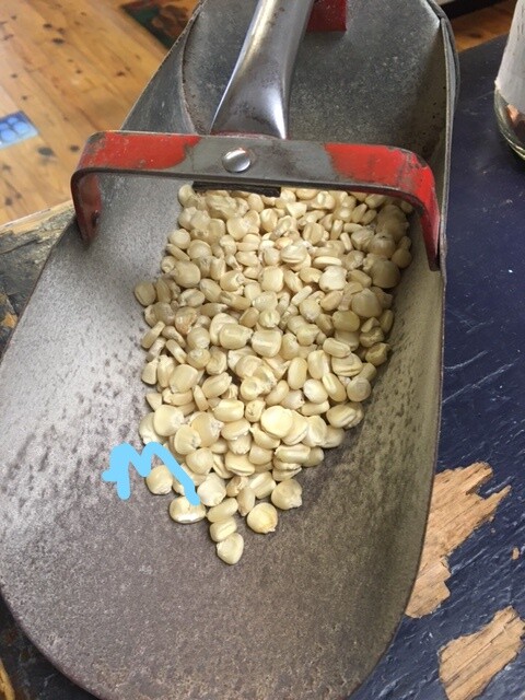 Heirloom White Hickory King Open Pollinated Corn Non-GMO