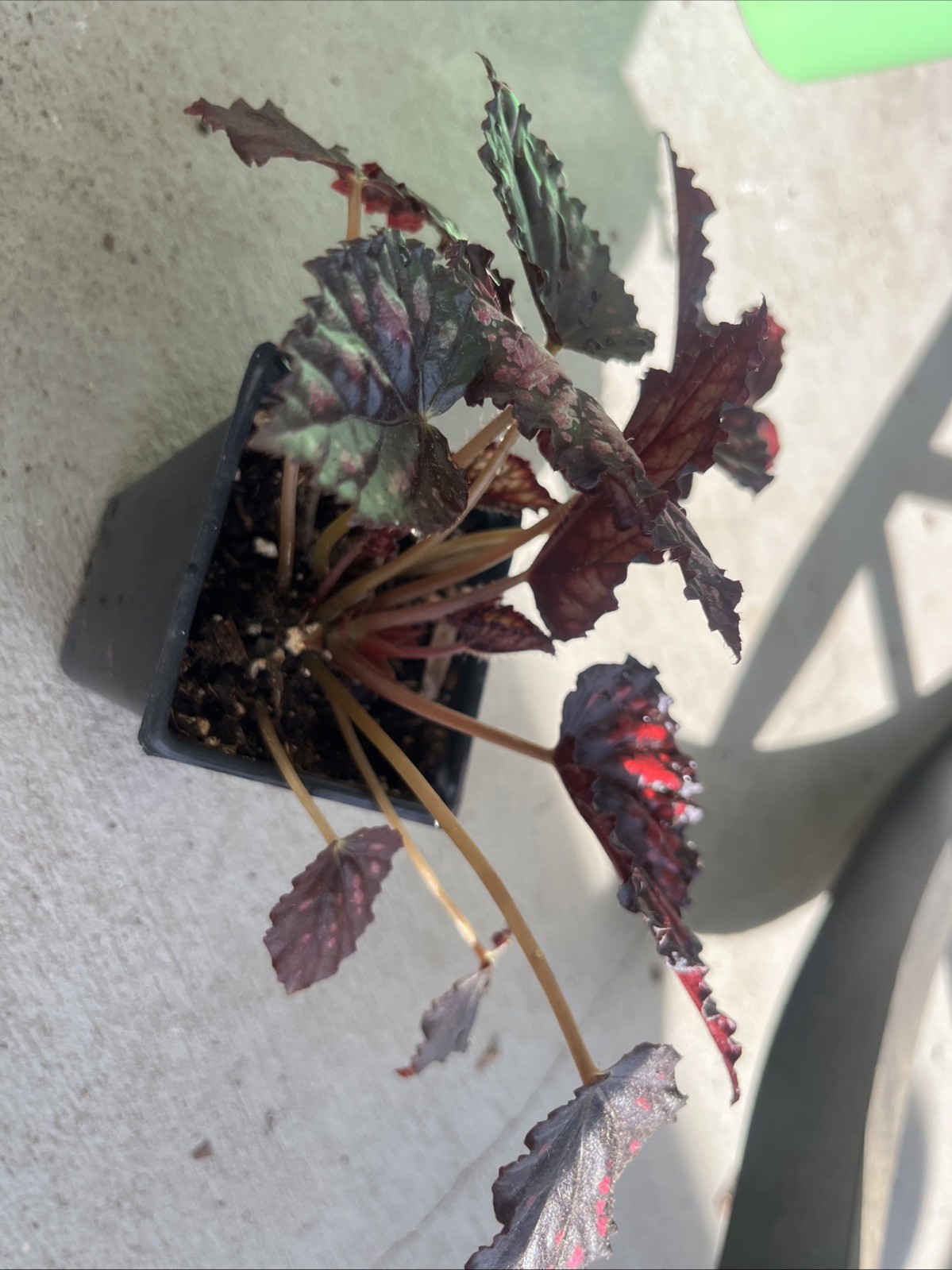 Rex Begonia’Spirit of Madagascar’-3 In Pot