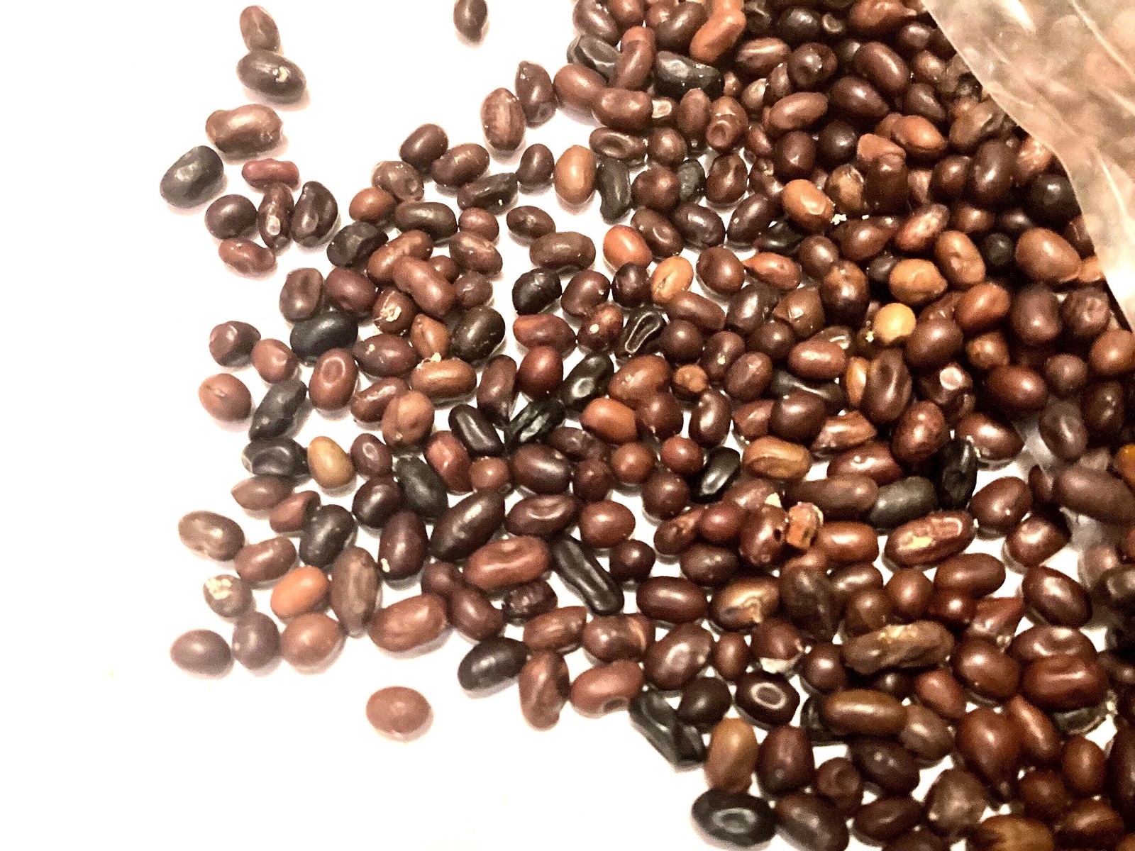 Siberian Pea Tree Seeds Caragana Arborescens Caragana Shrub Seed Pack