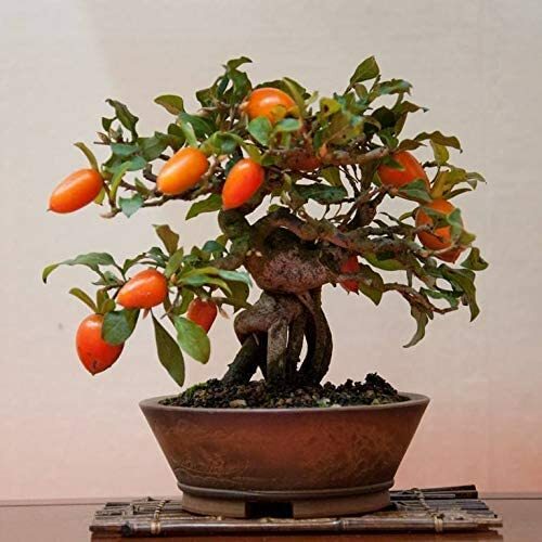20 Goji Berry Bonsai Tree Seeds to Grow an Exotic Fruit Bearing Bonsai Tree