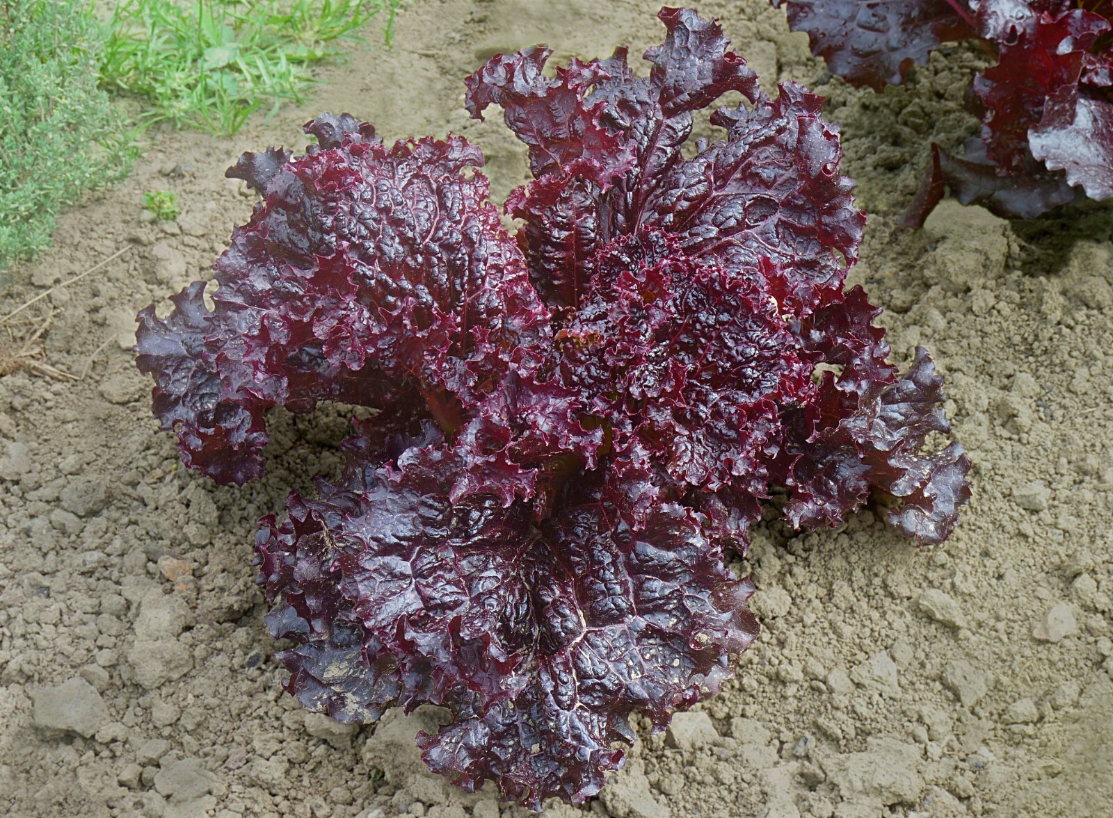 1,000 Ruby Red Leaf Lettuce Seeds – Nutrient Dense Heirloom Lettuce