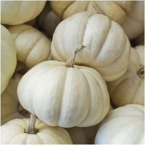 Baby Boo Pumpkin Seeds For Planting (Cucurbita pepo)