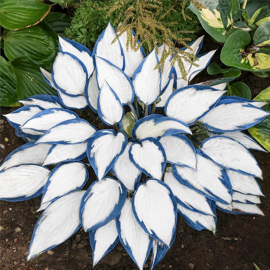 100+ Hosta Seeds for Planting Outdoors, Mixed Color Rare Flower Seeds, Shade …
