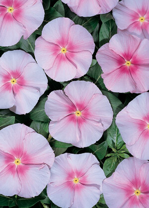 Vinca Pacifica XP Blush 500 seeds