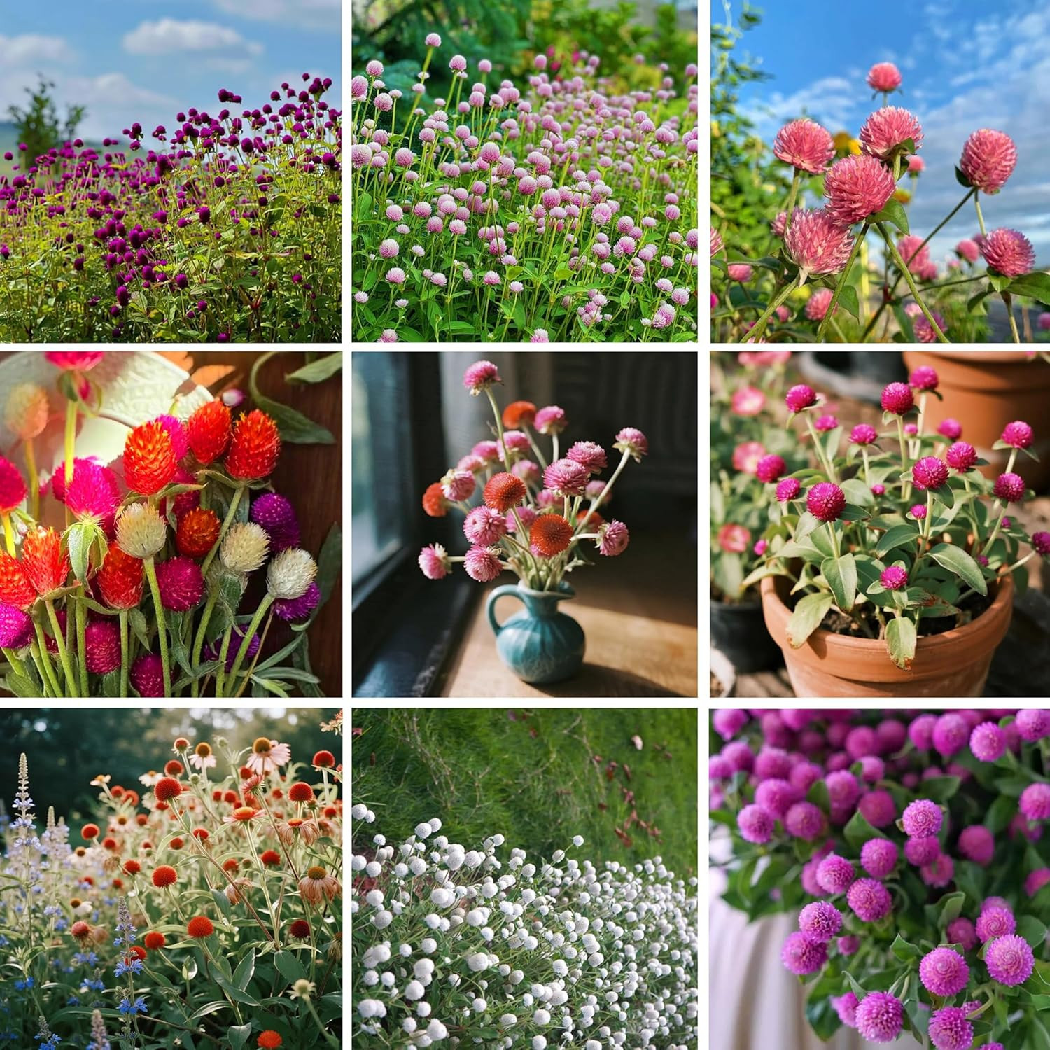 Mix Globe Amaranth Flower Seeds for Planting, 300Pcs Rare Perennial Globe Amaran