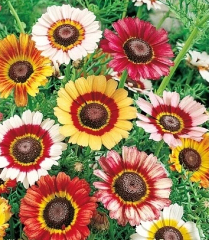 Painted Daisy Seeds-Tricolor, Chrysanthemum carinatum, Deer Resistant, FREE SHIP