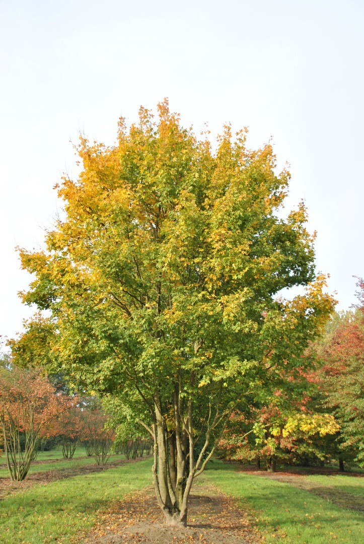 Field Maple Tree | Premium Seeds | Acer campestre ‘Fall’ | Plants’®