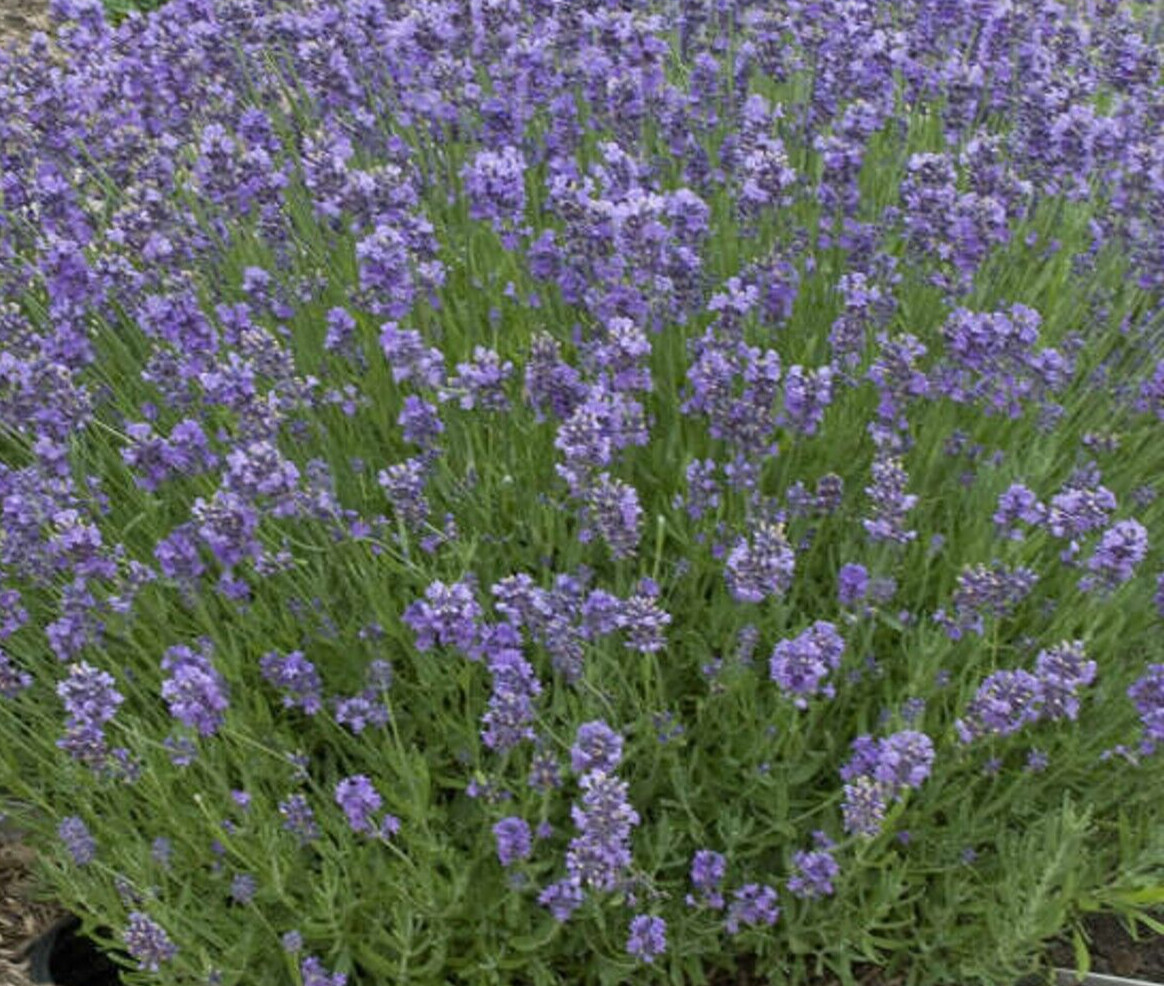 Lavender Munstead, perennial herb, 25 seed