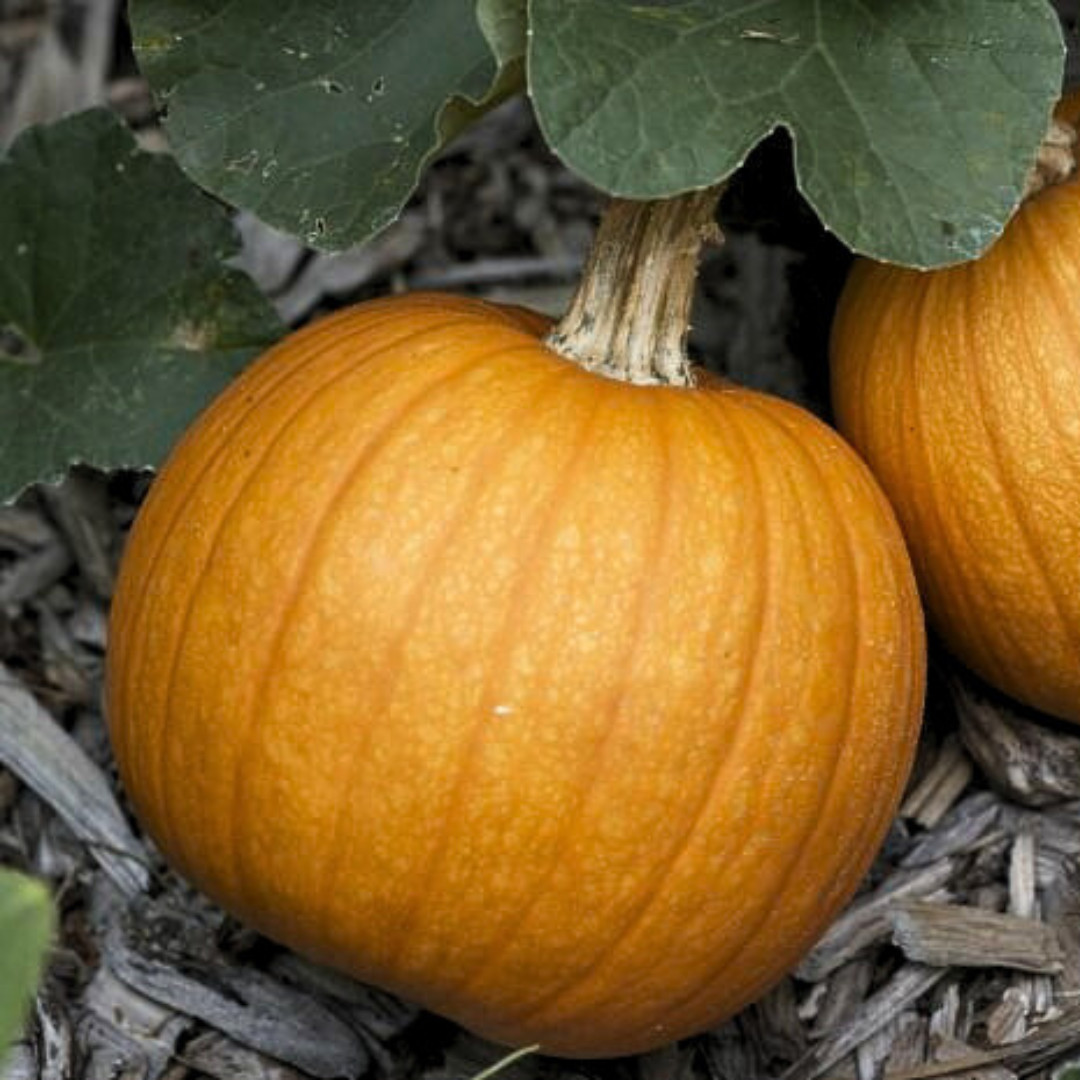 Fresh Small Sugar Pumpkin Seeds | Heirloom Non-GMO | Fresh Vegetable Seeds