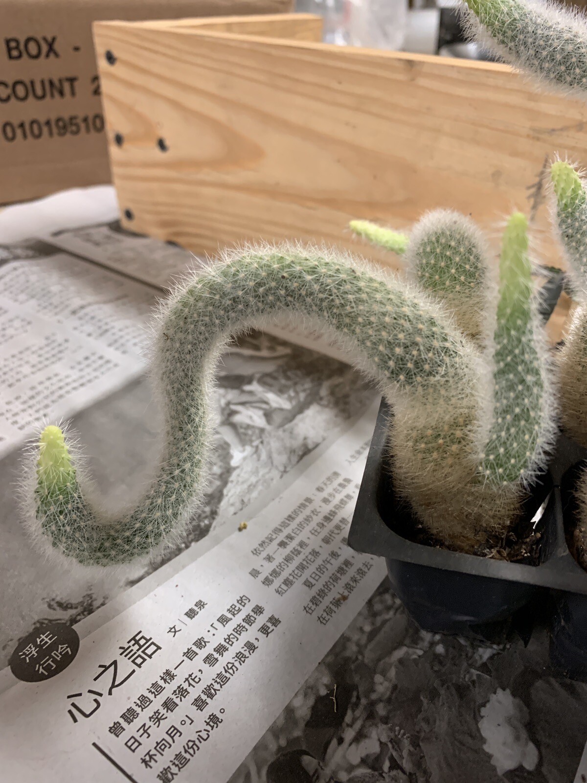 Rebutia narvaecensis cactus pink flowers 1-2 year old bare root