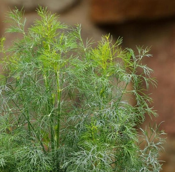 Fernleaf Dill – 1/8 Tsp. (100 seed count)
