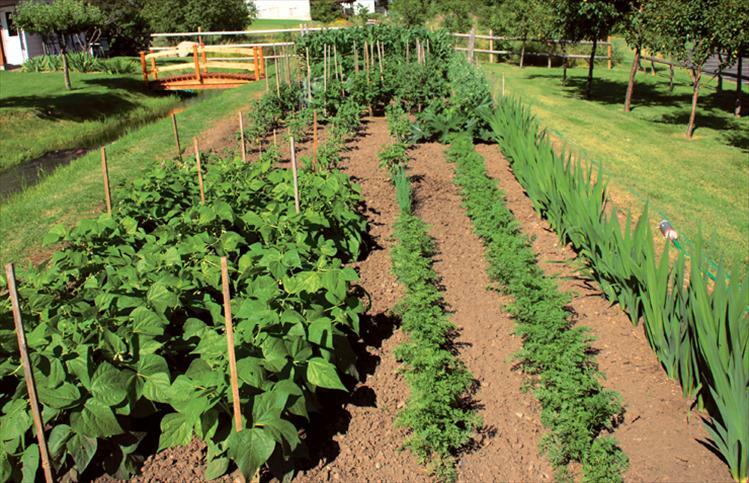 Garden Seeds 41 Varieties! 19,000+ Seeds!! Heirloom Survival/ Garden Seed Cache,