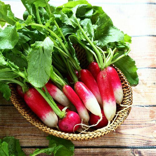 French Breakfast Radish Seeds | Non-GMO | Free Shipping | Seed Store | 1095