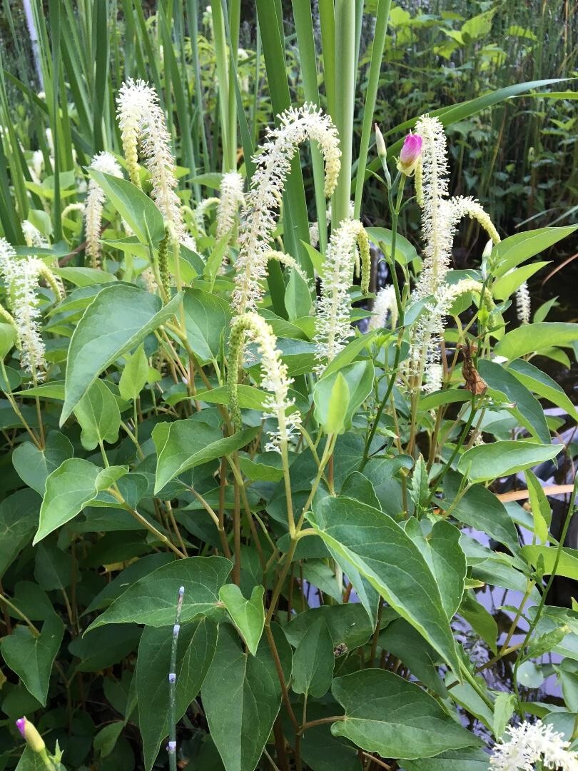WHITE LIZARD’S TAIL POND/BOG PLANT 100 + SEEDS USA Seller