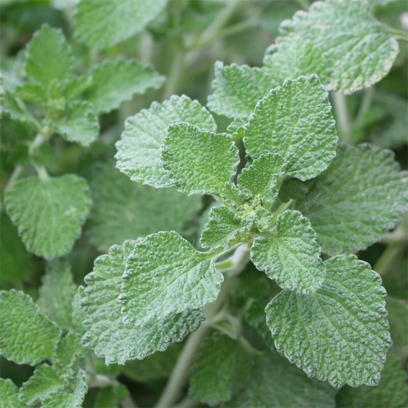White Horehound (Marrubium vulgare) Seeds, Organic