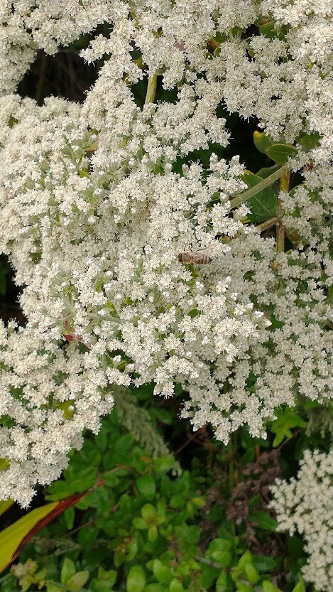 California Buckwheat seeds (Eriogonum fasciculatum) Mojave FREE SHIPPING