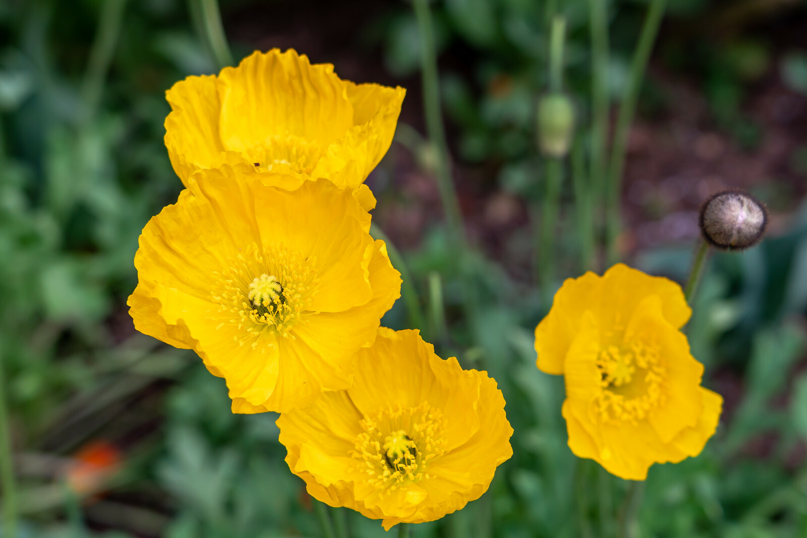 Welsh poppy 150+ seeds, orange and yellow mixed, hardy, meconopsis cambrica