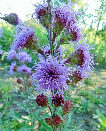 Liatris ligulistylis | Rocky Mountain or Meadow Blazing Star | 10 Seeds