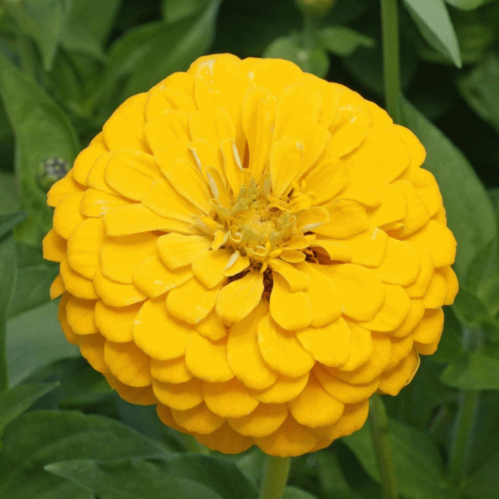 YELLOW ZINNIA FLOWER SEEDS 100+ CANARY BIRD GARDEN bees ANNUAL Free Shipping