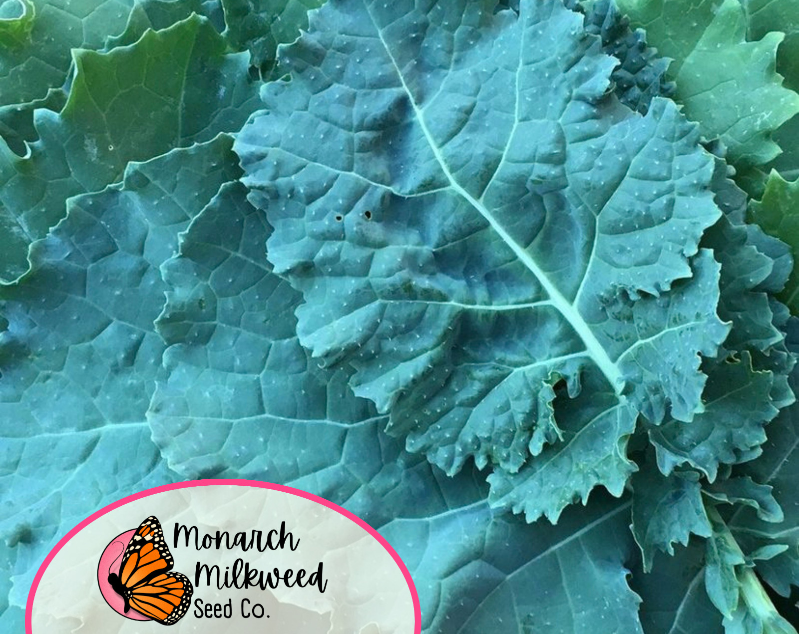 2600+ Kale Seeds ‘Premier’ | Heirloom, Non-GMO, Vegetable Gardening Seed Packets