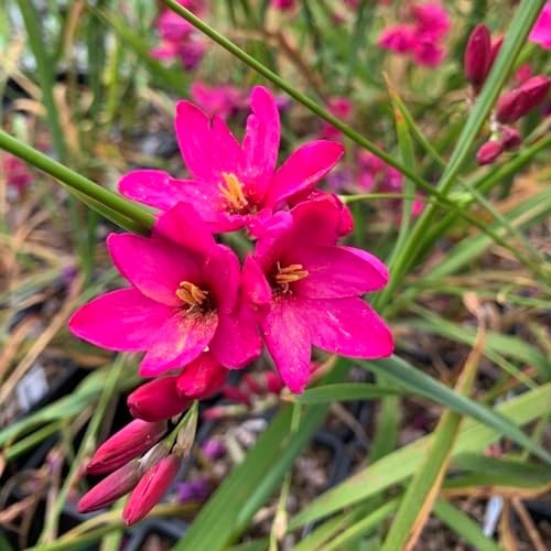 Hardy Ixia Bulbs – Fragrant Perennial Corn Lily for Spring & Summer Garden (12 P