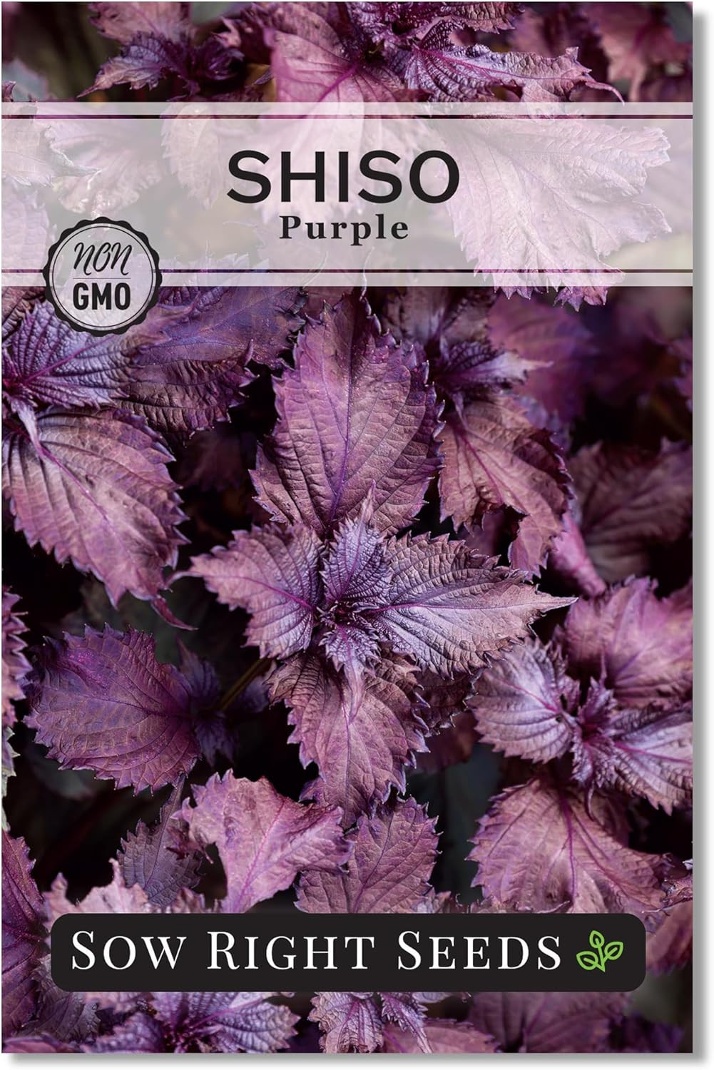 Sow Right Seeds – Purple Shiso Seeds for Planting – Perilla Leaf Japanese & Kore