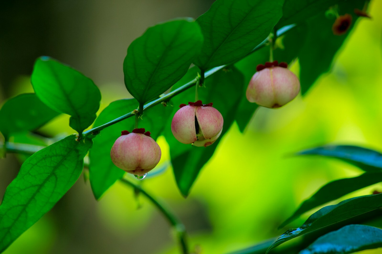 5 Tropical Seeds Katuk Plant- Sauropus androgynus – Star Gooseberry