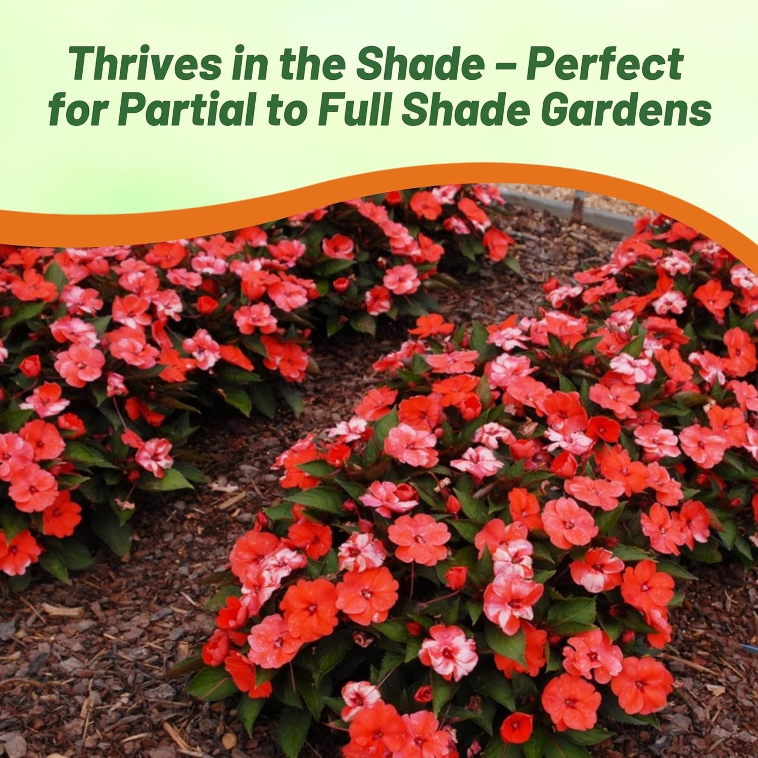 25 Seeds AAS Winner Sweet Orange New Guinea Impatiens Garden Flower Seeds