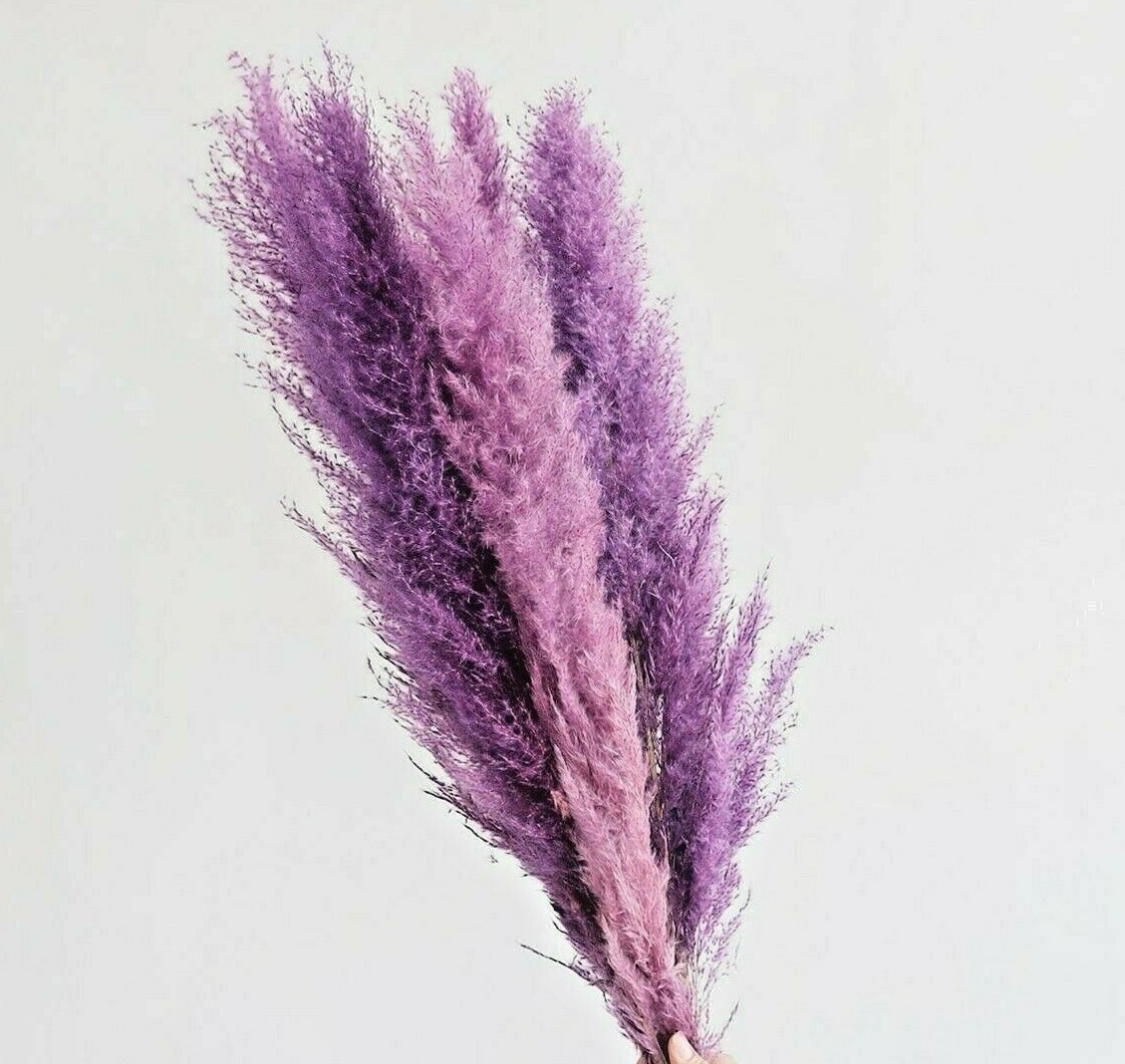 USA SELLER 200 Purple Pampas Grass Seeds Perennial Flowering Ornimental Grasses
