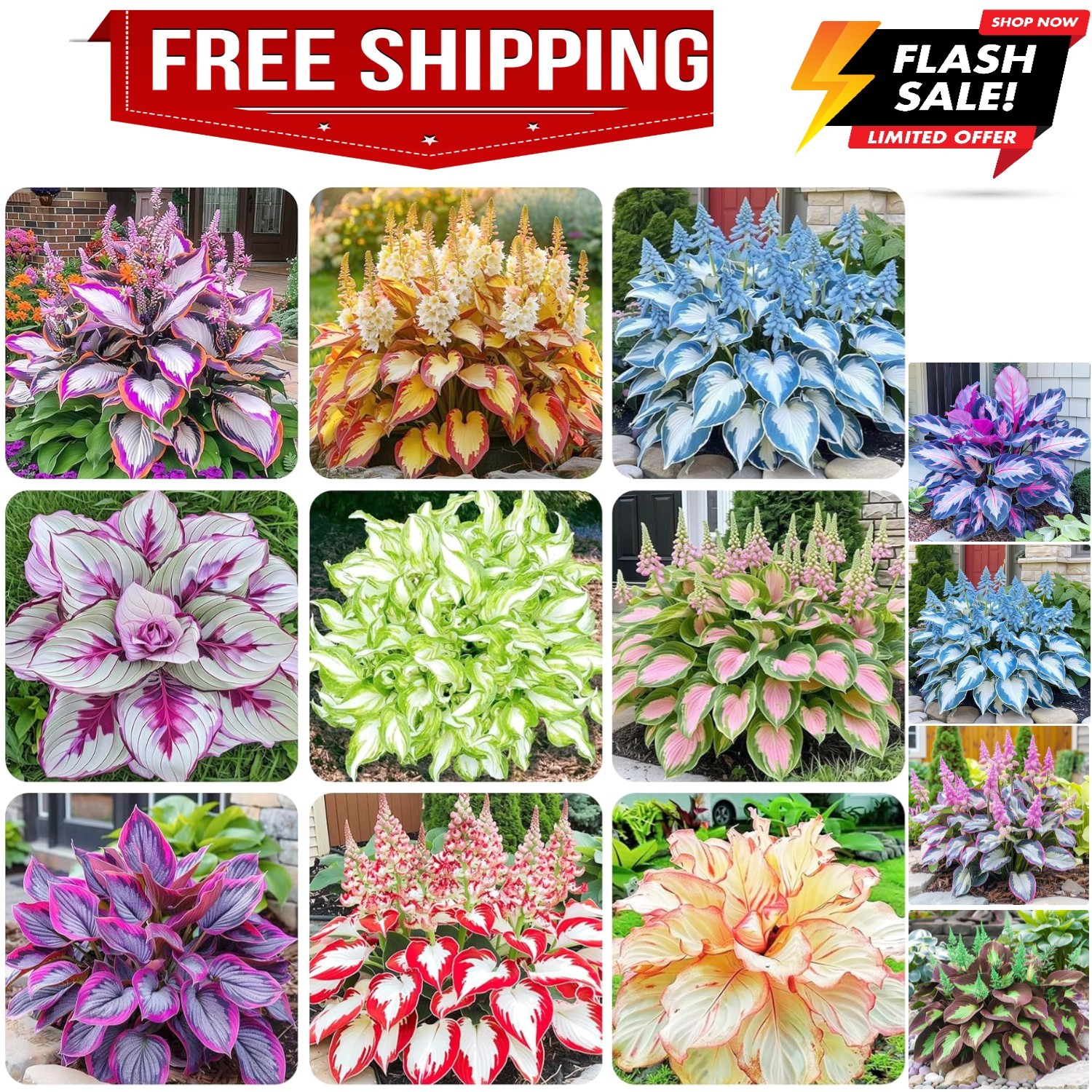 200+ Mixed Rare Hosta Seeds for Planting-Attract Pollinators Perennial Garden…