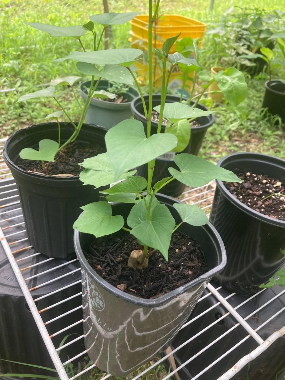 x6 Organic Okinawan sweet potato vine slips (rooted) Ready To Plant!