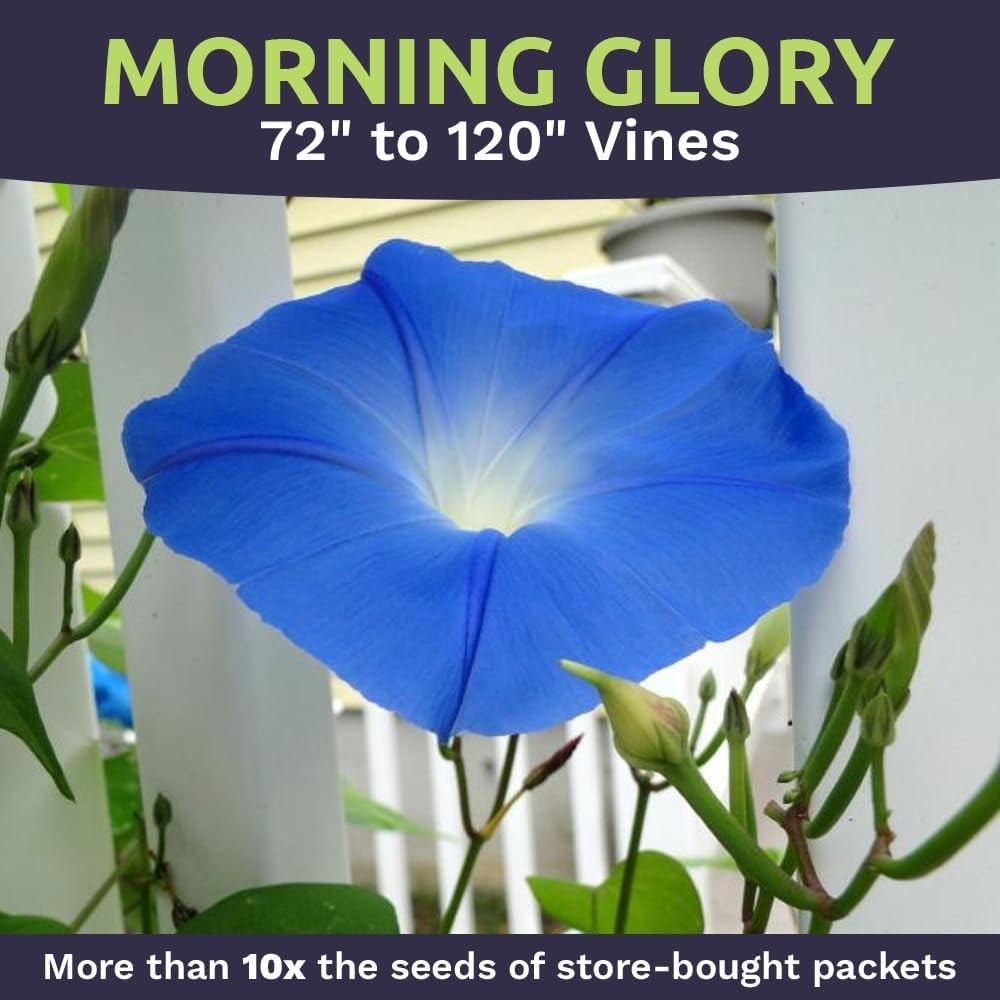 Heavenly Blue Morning Glory Seeds – Bulk 1/4 Pound, Ideal for Summer Gardens