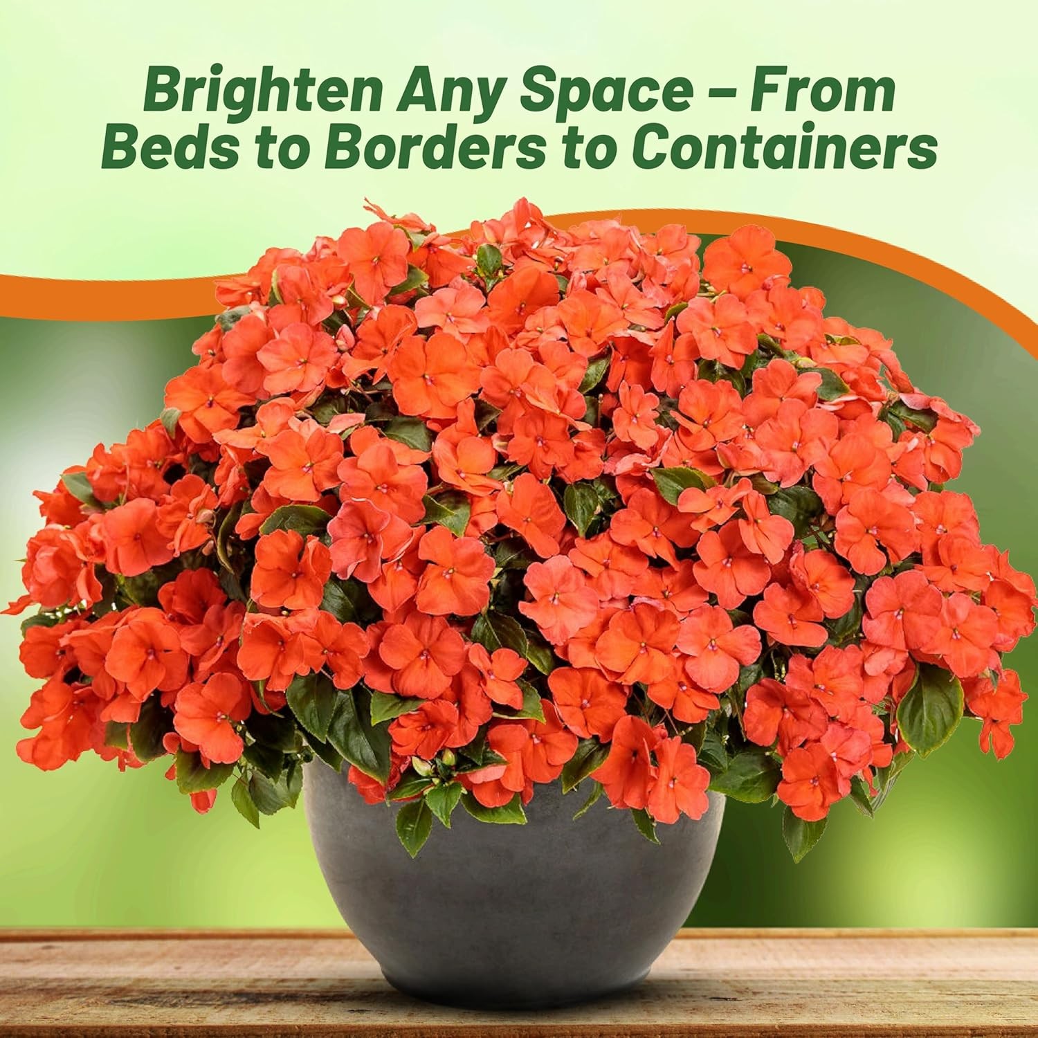 150 Seeds Impatiens Walleriani Xtreme Salmon 8 – 10 Inch Plants