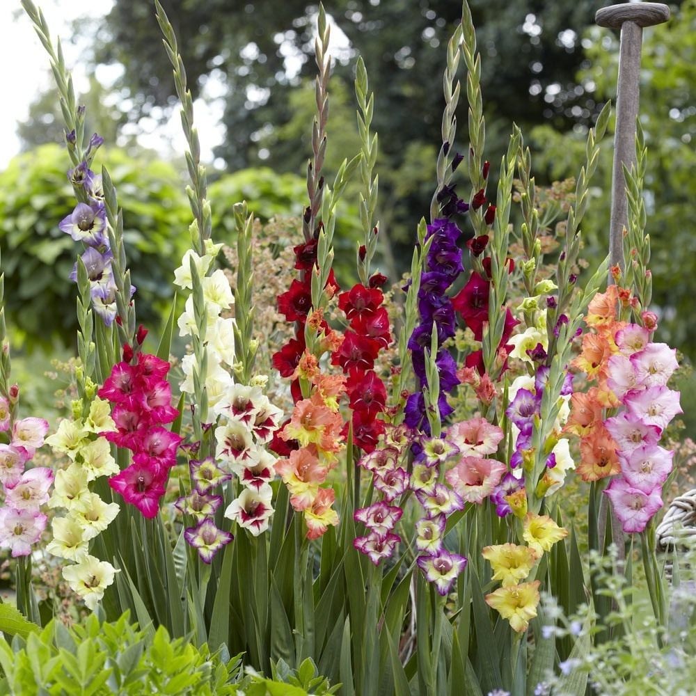 5 Giant Gladiolus Mixed color Collection Bulbs/Corms **Spring Planting