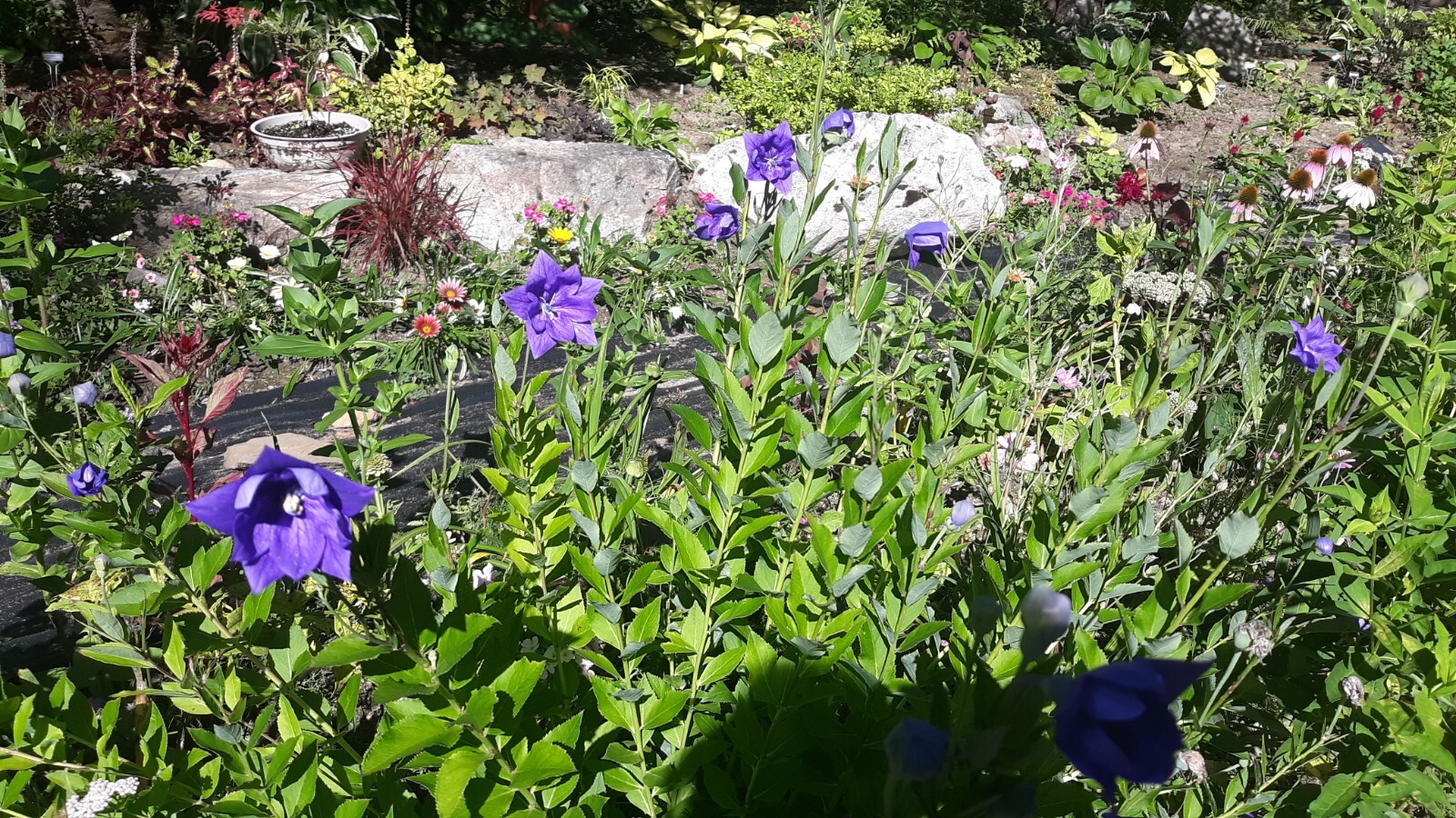 Platycodon grandiflorus, Balloon flower mix 35+ perennial seed