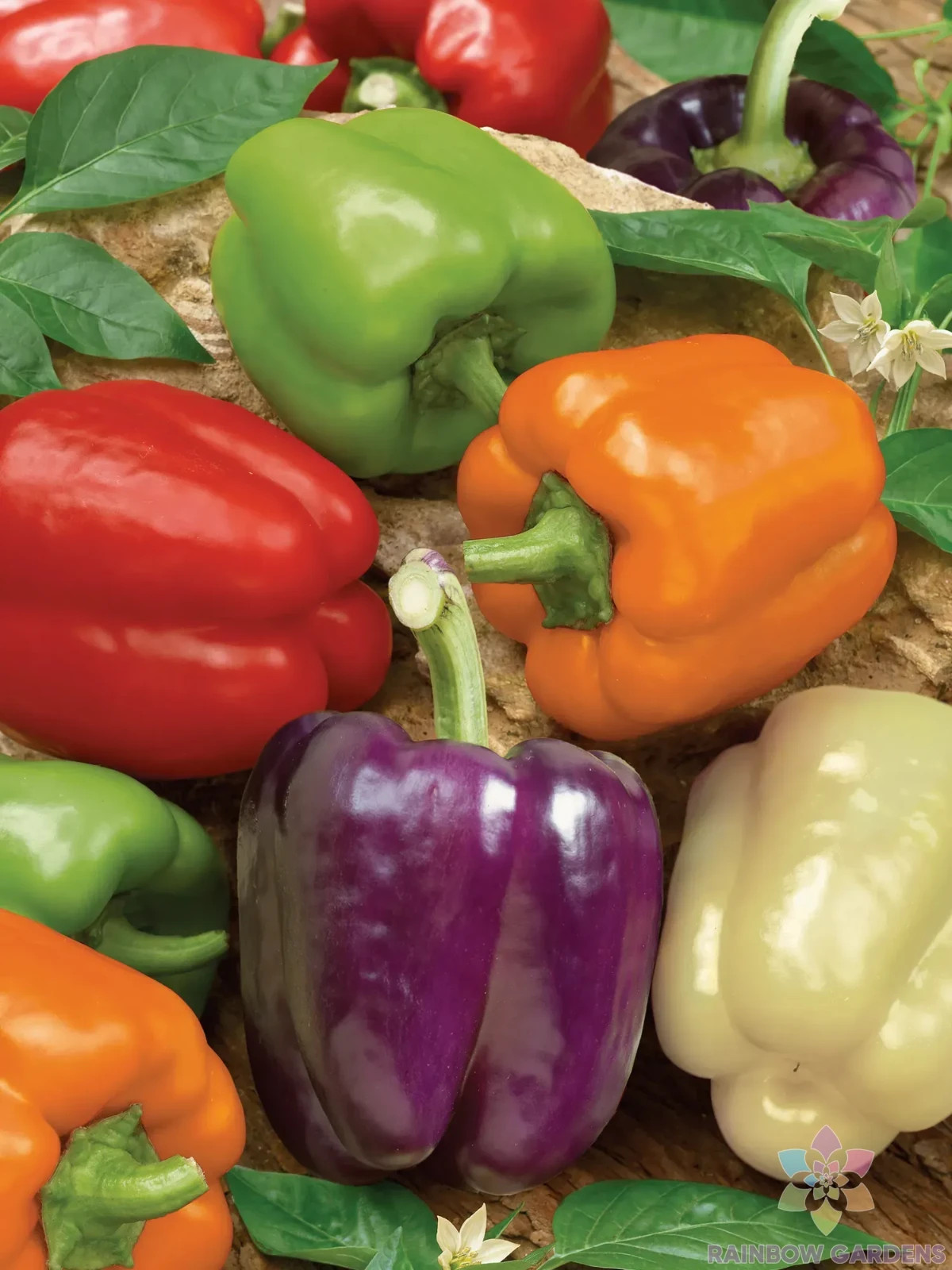 25+ Rainbow Bell Blend Sweet Pepper Seeds for Garden – USA – FREE SHIPPING!
