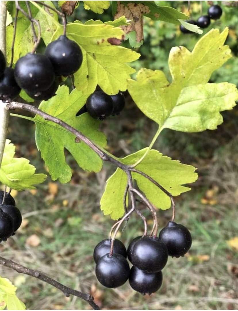 12-18” Tall Golden Girl black hawthorn (Crataegus sp.) 1 year old grafted plant