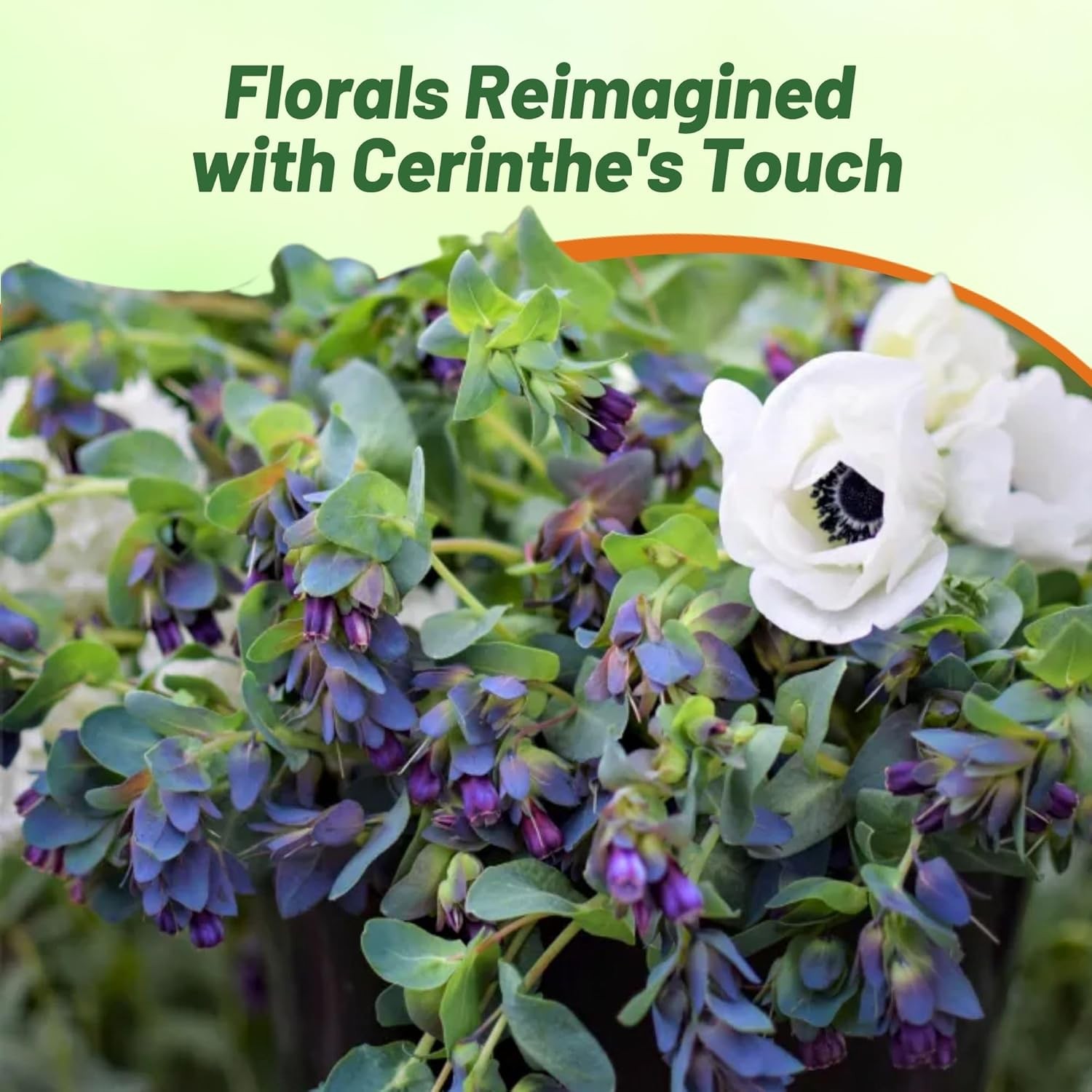 100 Seeds Honeywort Seeds – Cerinthe Major Flower Seeds