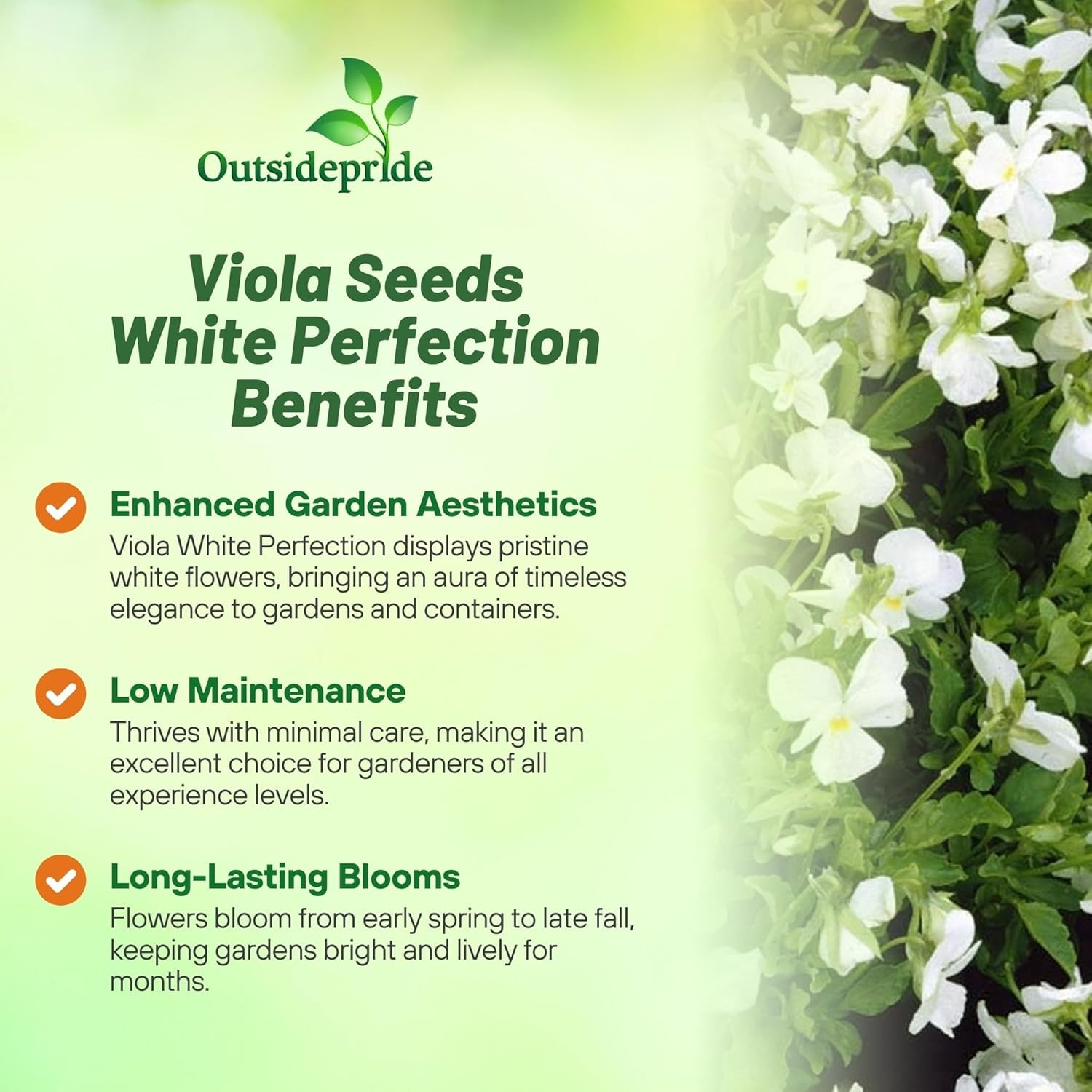 1000 Seeds Viola Seed – Viola White Perfection Flower Seeds