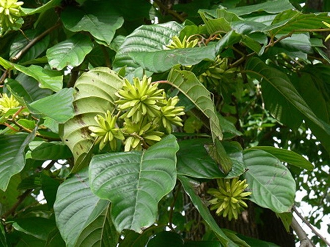 Camptotheca Acuminata 700 Seeds, Happy Tree, Tree Of Life, Cancer Tree