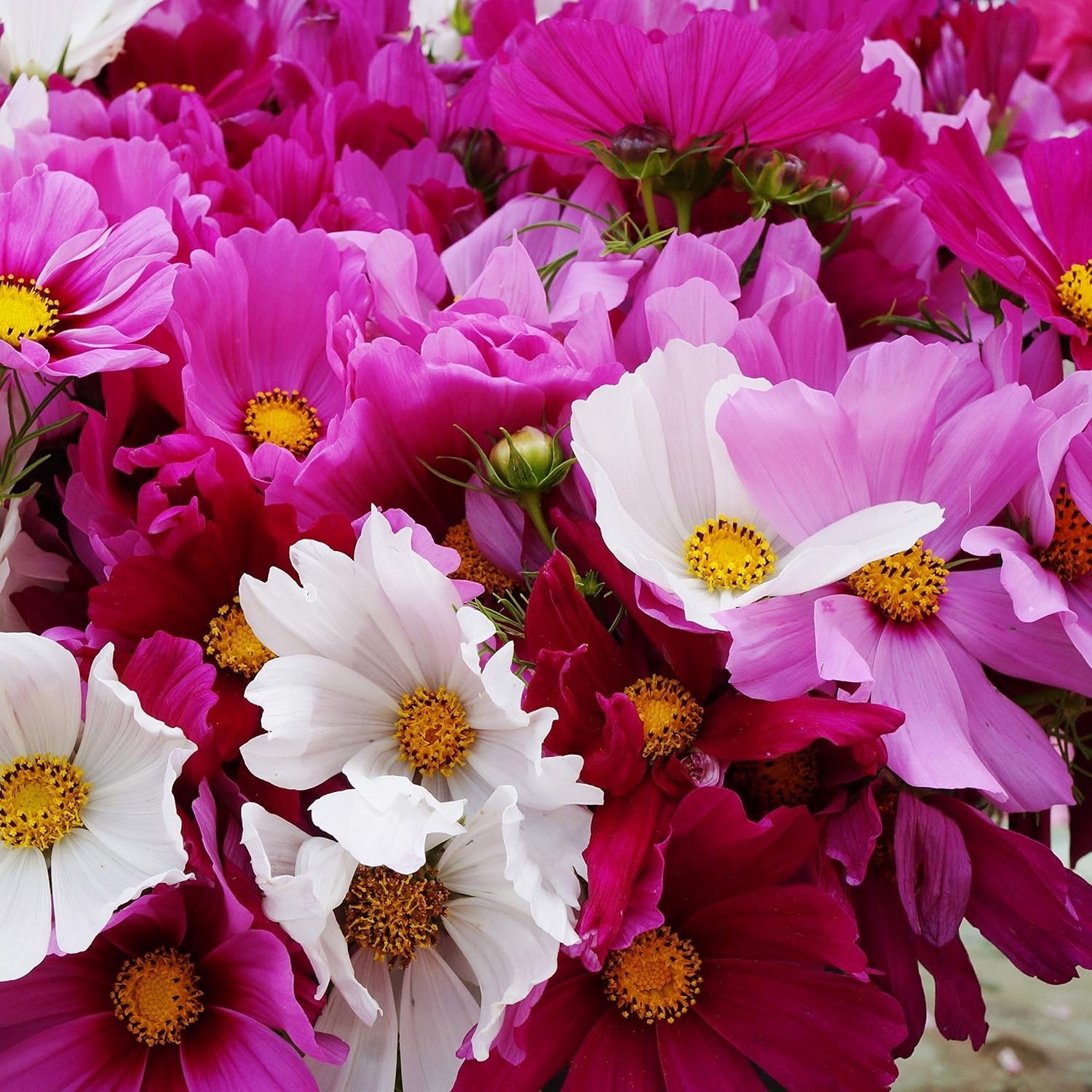 Sensation Mix Cosmos Bipinnatus Seeds – 1000pcs for Vibrant Pollinator Gardens
