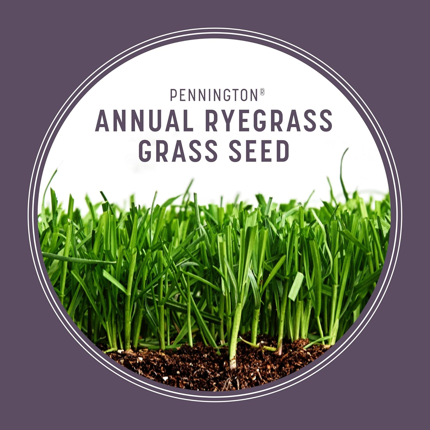 Annual Ryegrass Seed, Grass Seeds for Lawn, 10 Lb