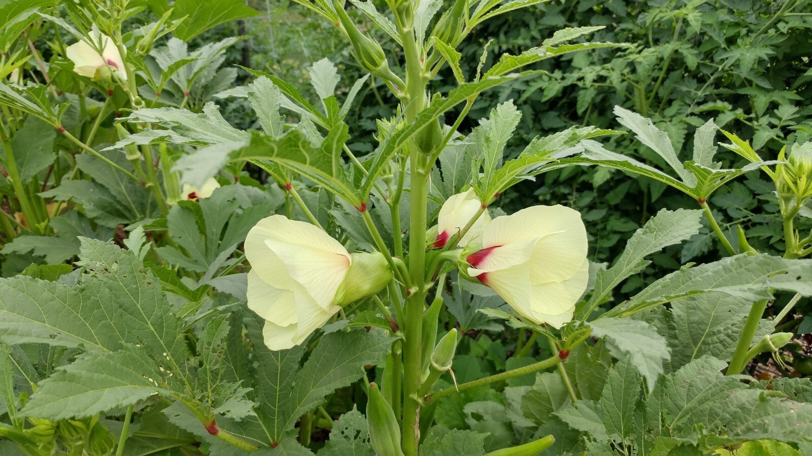 Bulk 4 oz SEEDS OKRA CLEMSON SPINELESS 80 HEIRLOOM NON GMO
