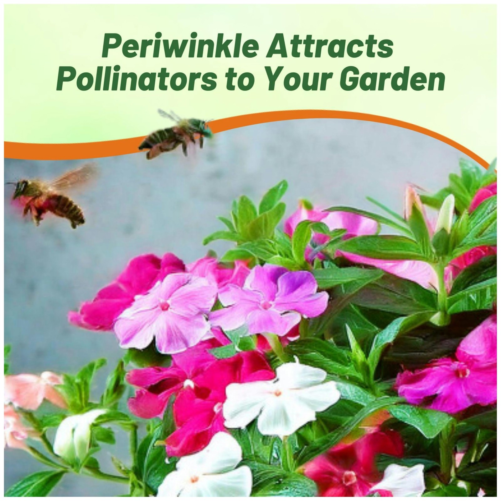 Periwinkle Seeds 2000 Pcs Annual Fast-Blooming Heat & Drought Tolerant – Ideal