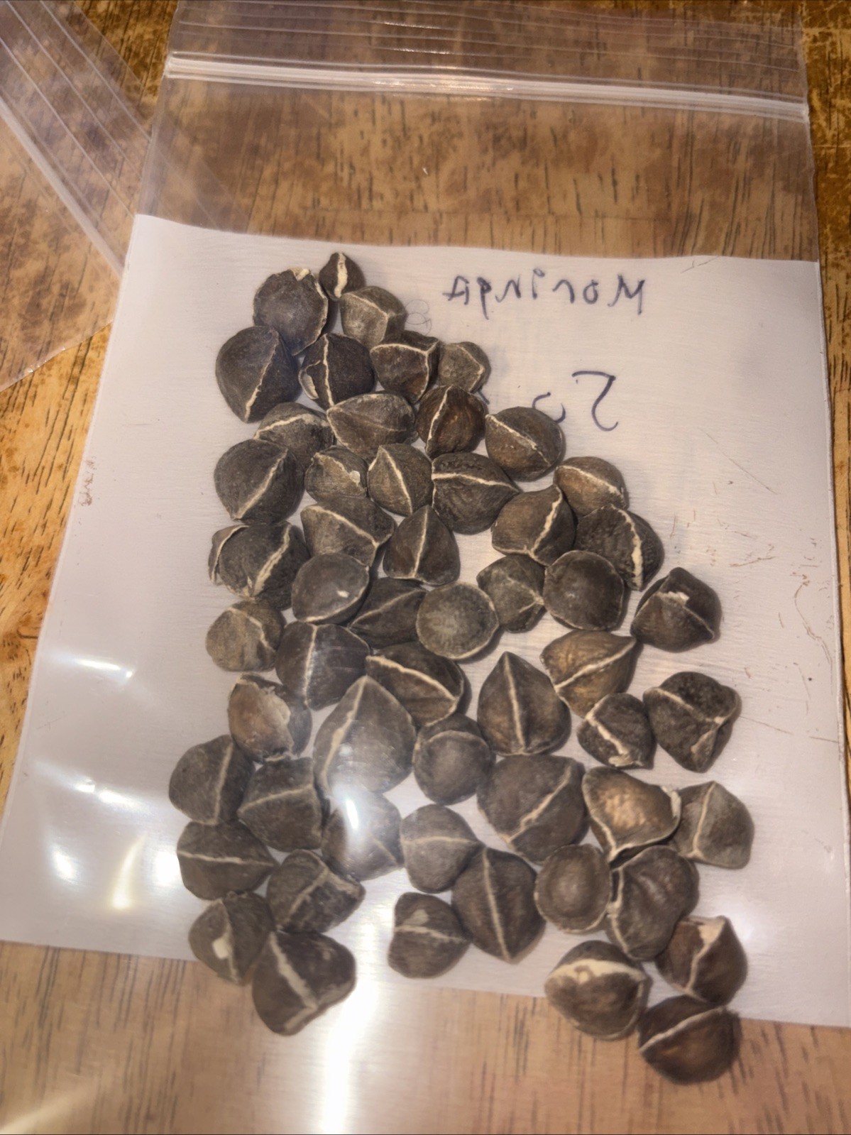 50 + FRESH Moringa Oleifera Tree Seeds for Planting Organic NON-GMO Fast Growing