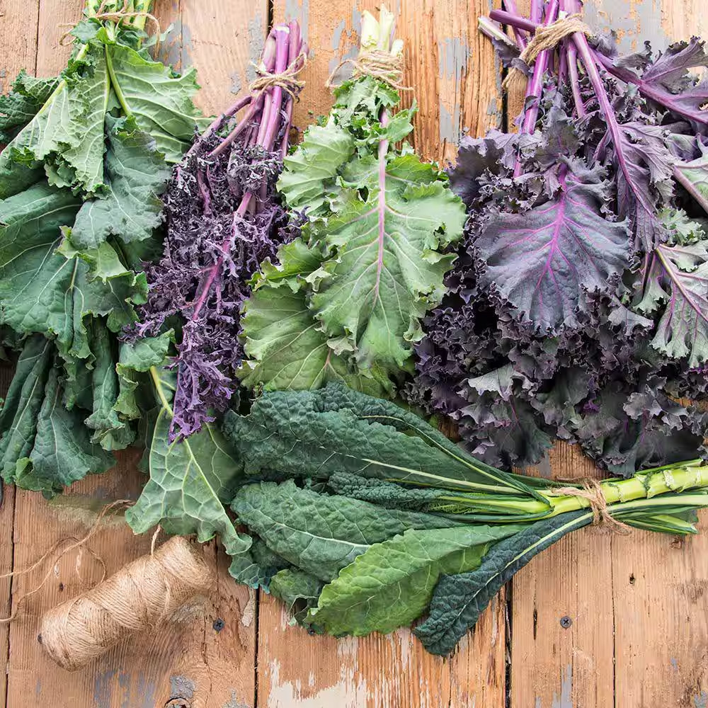 Kale Winter Wonderland Mixtur (100 Seed Packet)