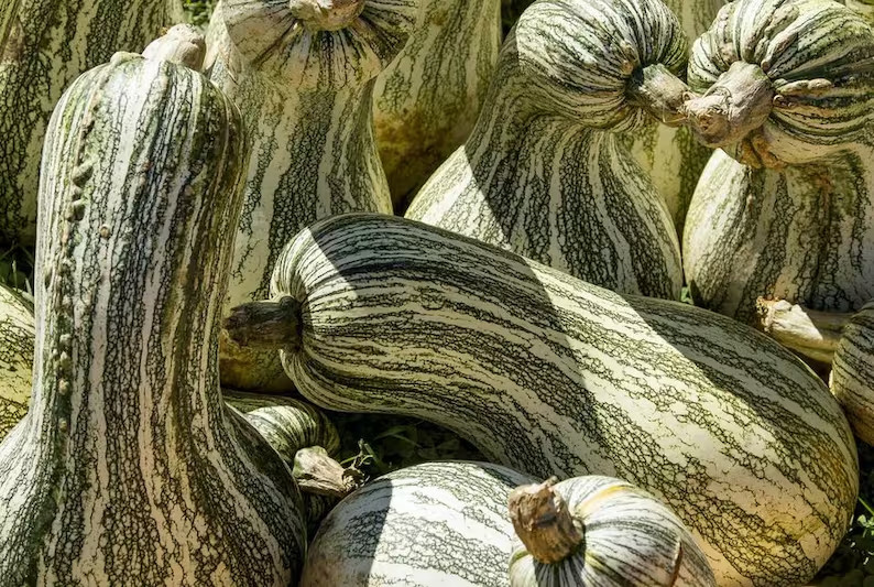 10 Cushaw Green Striped Squash Seeds. Organic. USA Seeds. Ships free